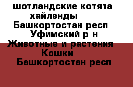 шотландские котята -хайленды!!!! - Башкортостан респ., Уфимский р-н Животные и растения » Кошки   . Башкортостан респ.